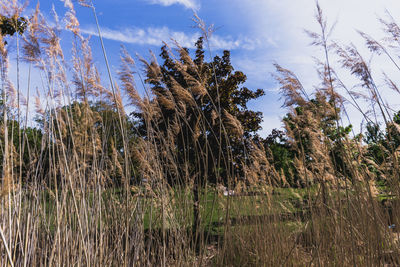 Trees and plants against sky