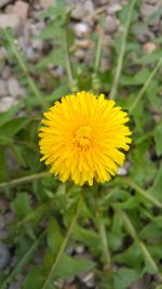 Close-up of yellow flower