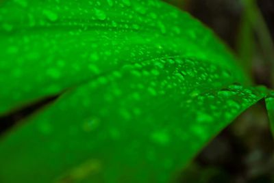 Close-up of green leaf