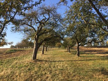 Trees on field