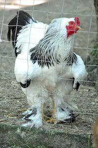 Close-up of a bird on a field