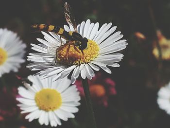 Close-up of butterfly pollinating on daisy flower