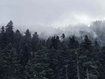 Pine trees in forest against sky