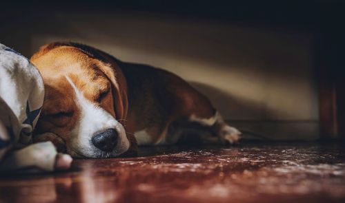 Close-up of dog sleeping on floor