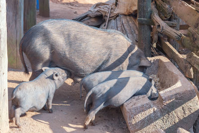 High angle view of animal on field