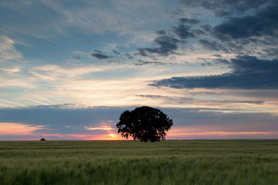 Scenic view of field against sky during sunset