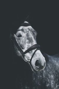 Close-up of horse against black background