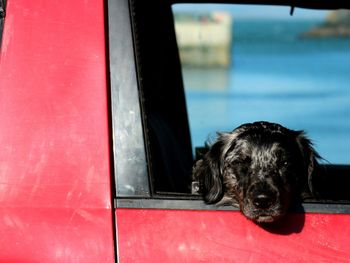 Close-up portrait of dog seen through car window