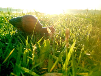 Close-up of fresh plants on field against sky