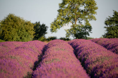 Pink flowering plants on field against sky