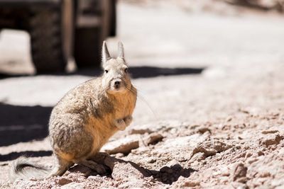 Close-up of rabbit