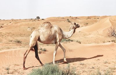 Camel walking in a desert