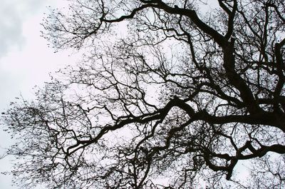 Low angle view of bare trees against sky