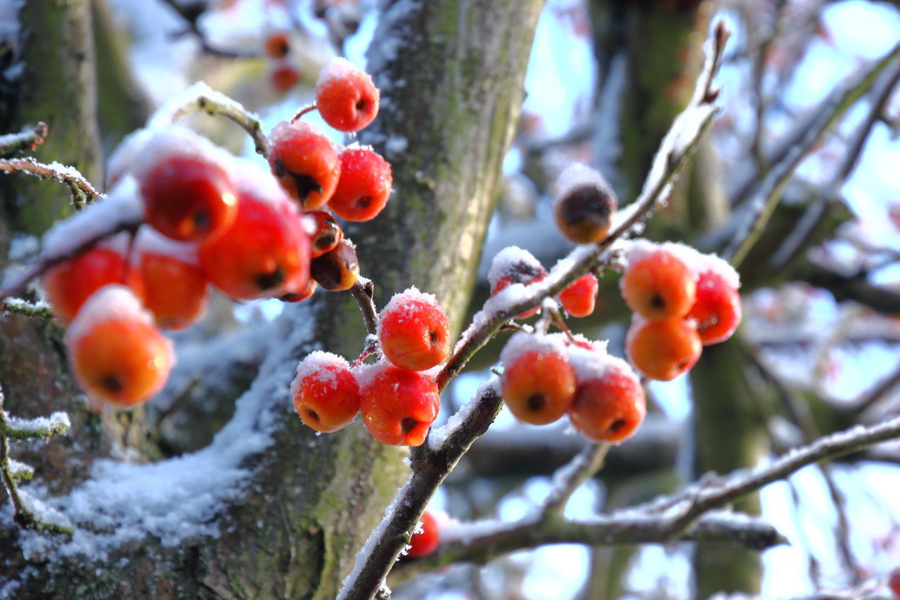 LOW ANGLE VIEW OF CHERRIES GROWING ON TREE