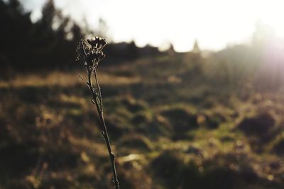 Close-up of wilted plant on field
