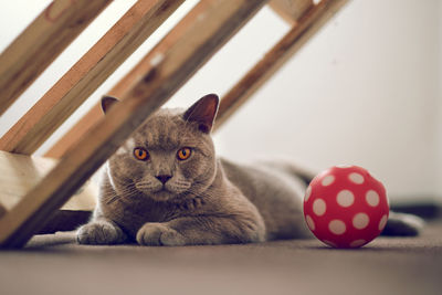 Portrait of cat lying on floor