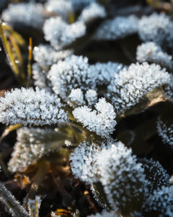 Close-up of frozen plant