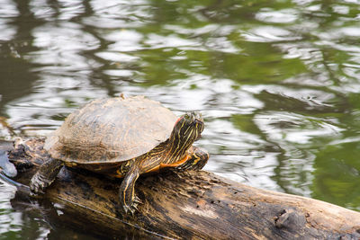 High angle view of turtle on wood in lake