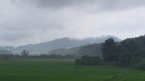 Scenic view of trees on field against sky