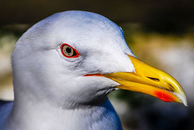 Close-up of bird