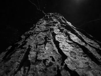 Close-up of tree trunk