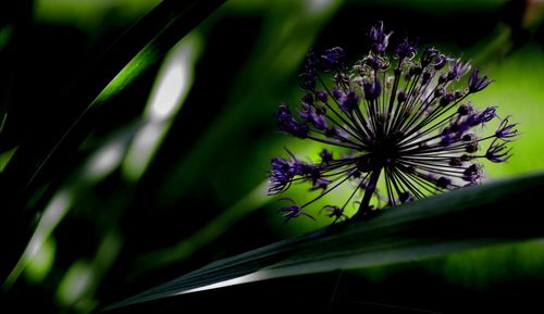 Close-up of purple flowering plant