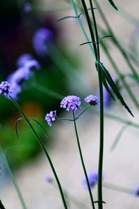 Close-up of purple flowering plant