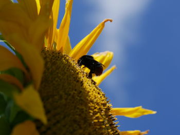 Close-up of bee on sunflower