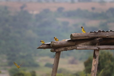 Close-up of bird perching on wood against sky