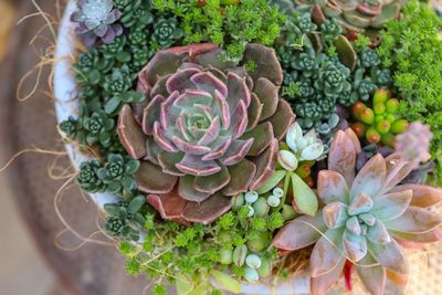 High angle view of succulent plant