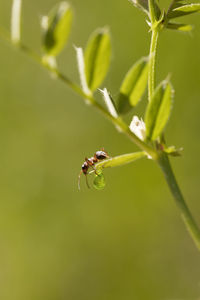 Close-up of bee on plant