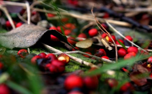 Close-up of berries growing on plant