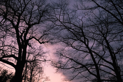 Low angle view of silhouette bare tree against sky