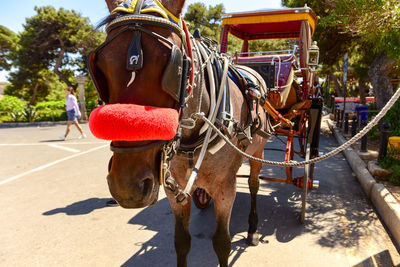 View of horse cart on road in city