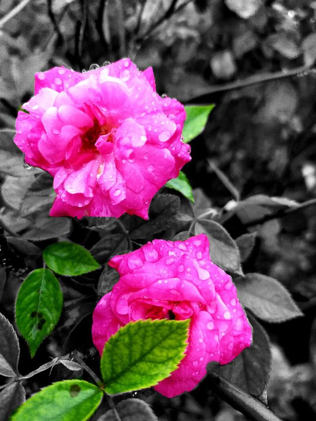 beauty in nature, flower, plant, flowering plant, fragility, freshness, petal, close-up, growth, vulnerability, flower head, pink color, inflorescence, drop, nature, wet, day, focus on foreground, no people, water, outdoors, springtime, rain, raindrop, purity, dew