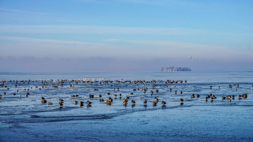 Flock of birds on beach against sky