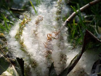 High angle view of insect on land