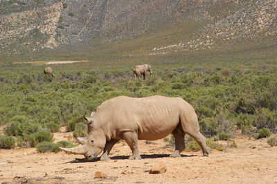 Rhinoceros and elephants on field