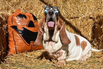 Dog on field wearing funny glasses 