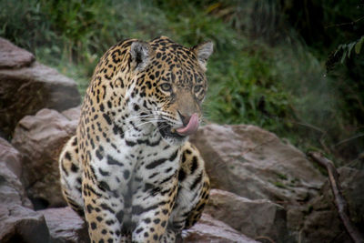 Close-up of a cat looking away in zoo