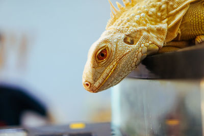 Close-up of lizard on glass