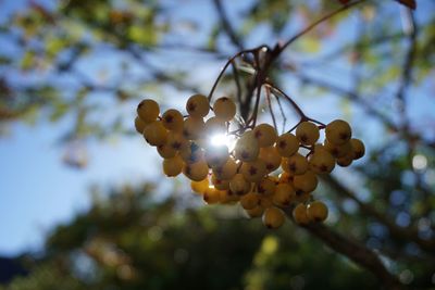 Close-up of fresh cherry tree growing against sky