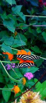 Close-up of butterfly on flower