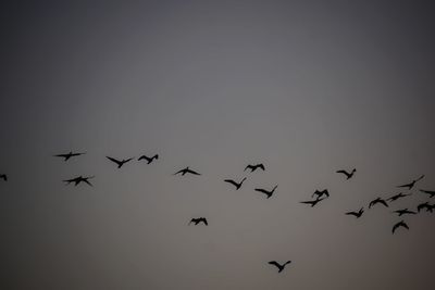 Low angle view of birds flying in sky