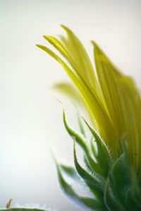 Close-up of yellow flowers