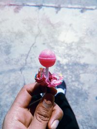 Close-up of hand holding pink flower