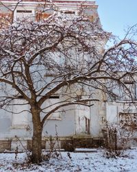 Snow covered trees in winter