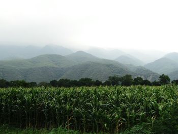 Scenic view of field in mexico