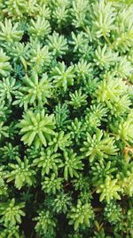 Full frame shot of plants