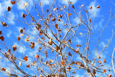 Low angle view of flower tree against blue sky